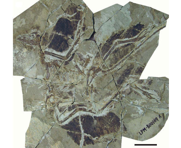 Anchiornis huxleyi