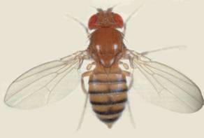 Drosophila normal