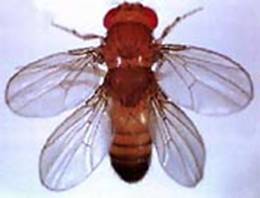 Drosophila bithorax