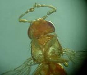 Drosophila antennapedia