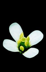 Цветок Arabidopsis