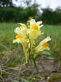 Linaria vulgaris