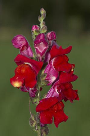 Antirrhinum majus