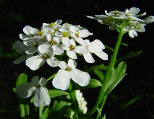 Iberis amara