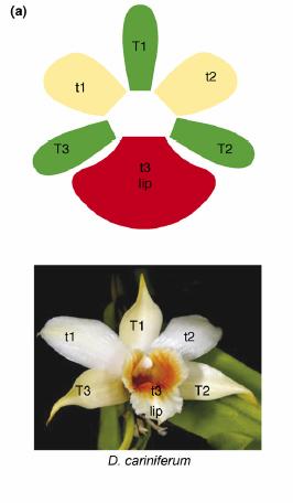 Схема Dendrobium
