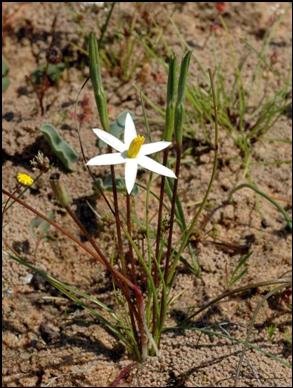 Spiloxene serrata