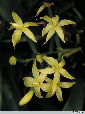 Apostasia wallichii