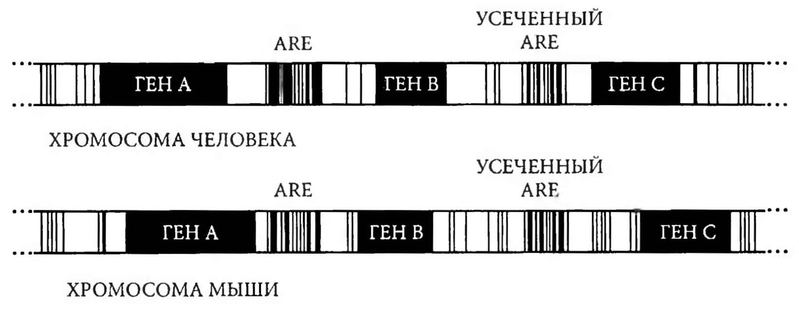 Порядок генов и мобильные элементы ARE