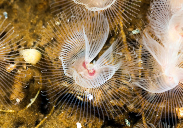 Phoronopsis harmeri